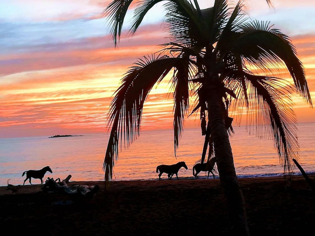 Life For Life Hostel: Sea Turtle Conservation At * Drake Bay