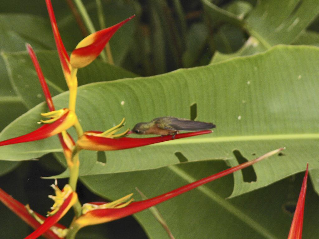 Guacamaya * Paraiso (Guanacaste)