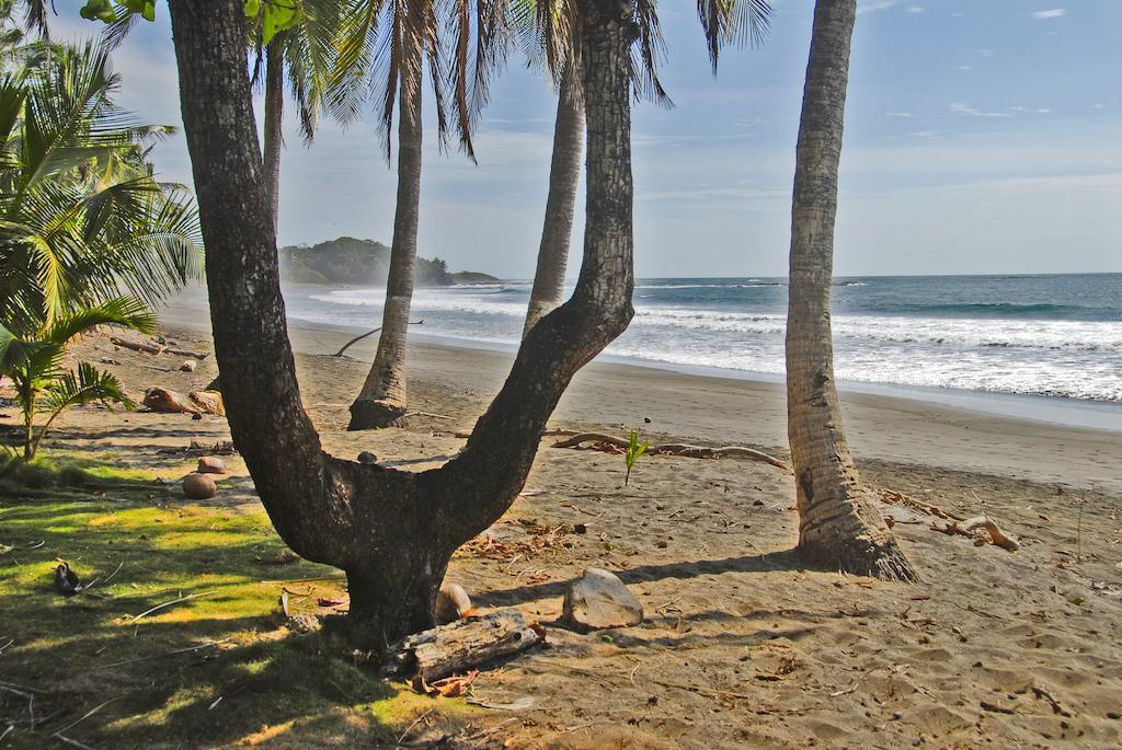 Guacamaya * Paraiso (Guanacaste)
