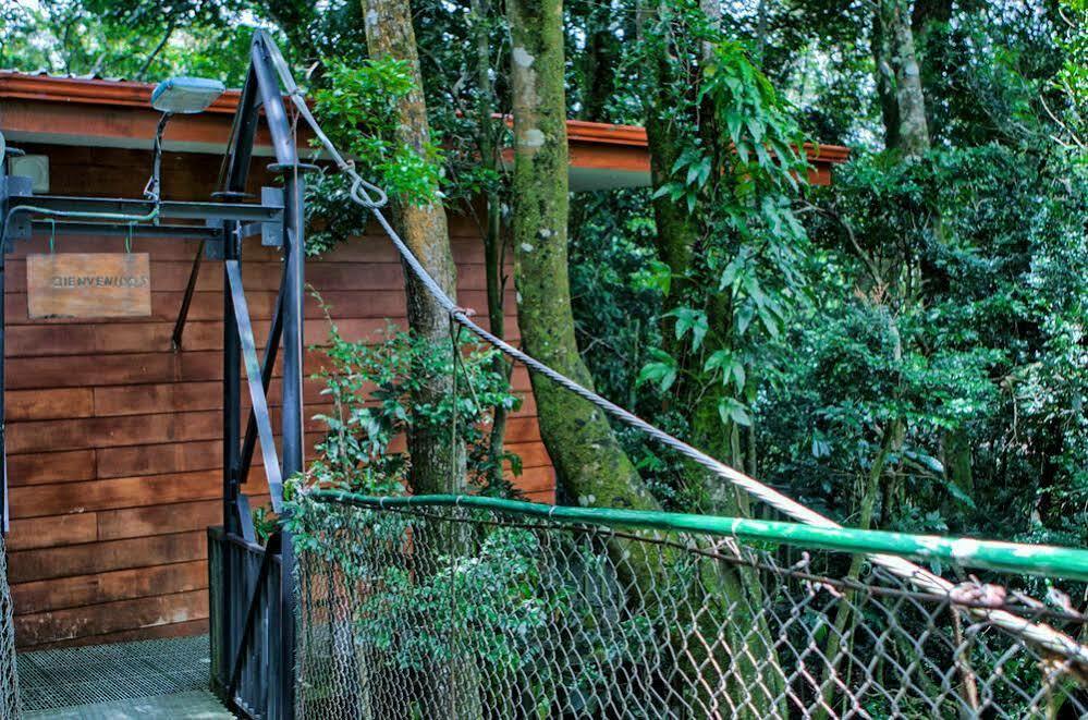 Jaguarundi Jungle - 3*
