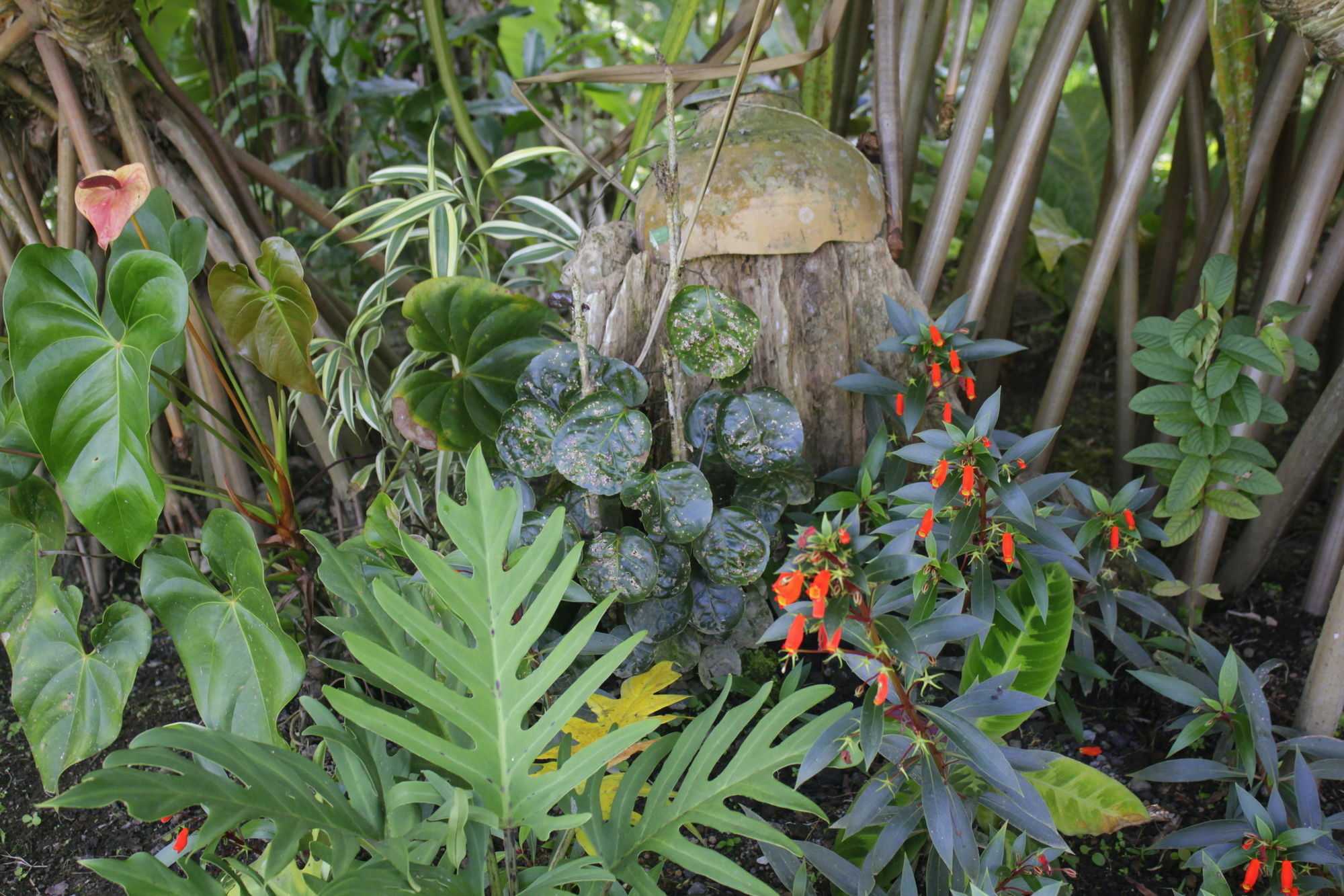 Loma Real Hot Springs 2* La Fortuna