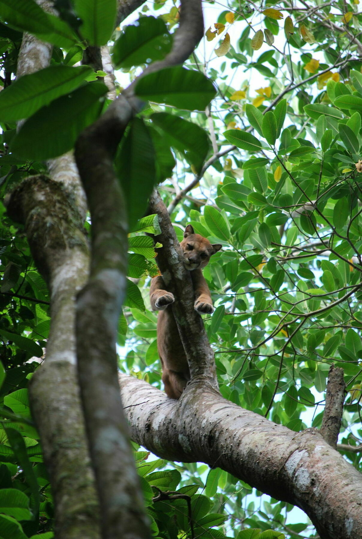 Bosque Del Cabo Rain Forest Hotel 3*