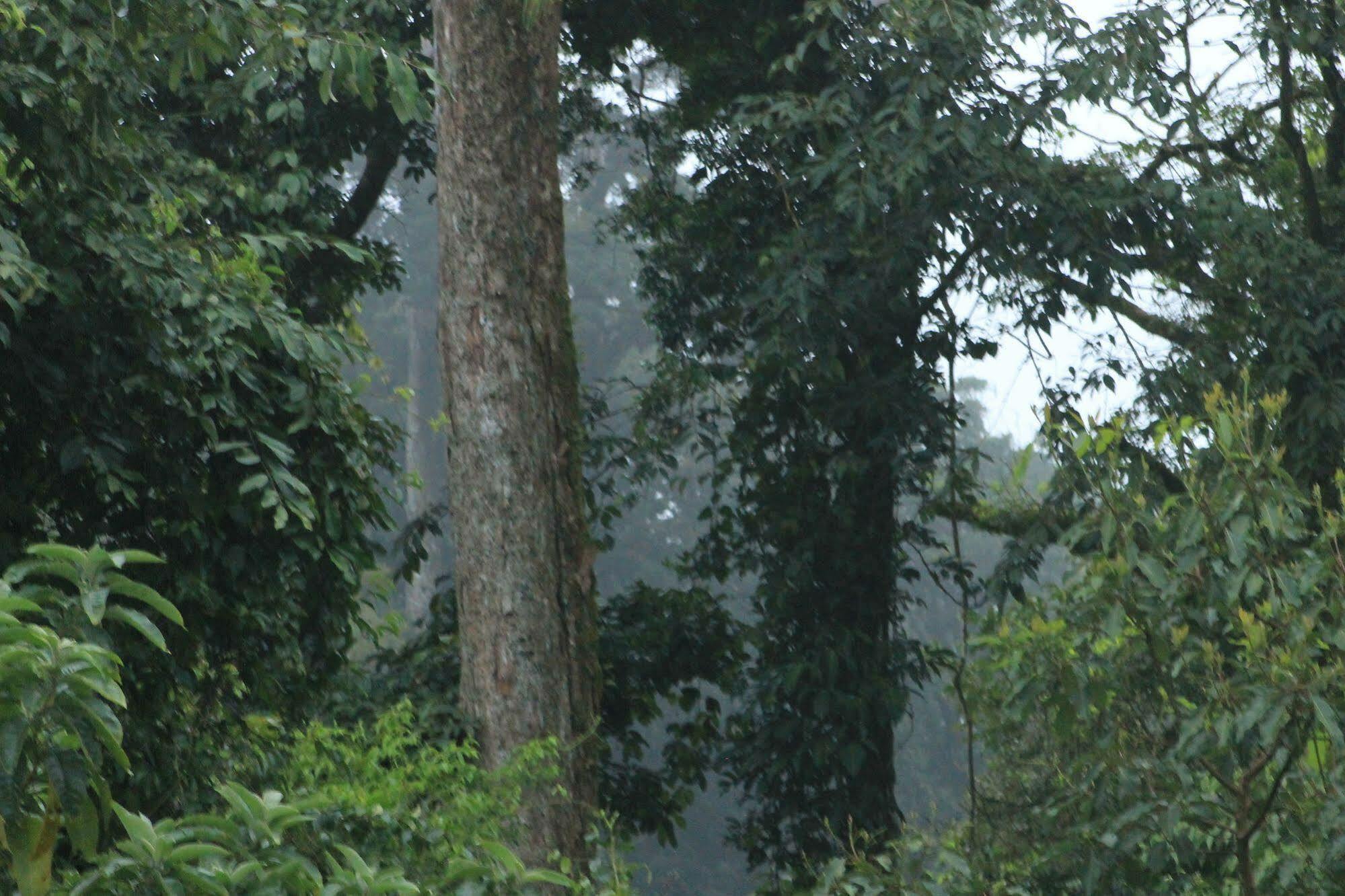 Bosque 2* Monteverde