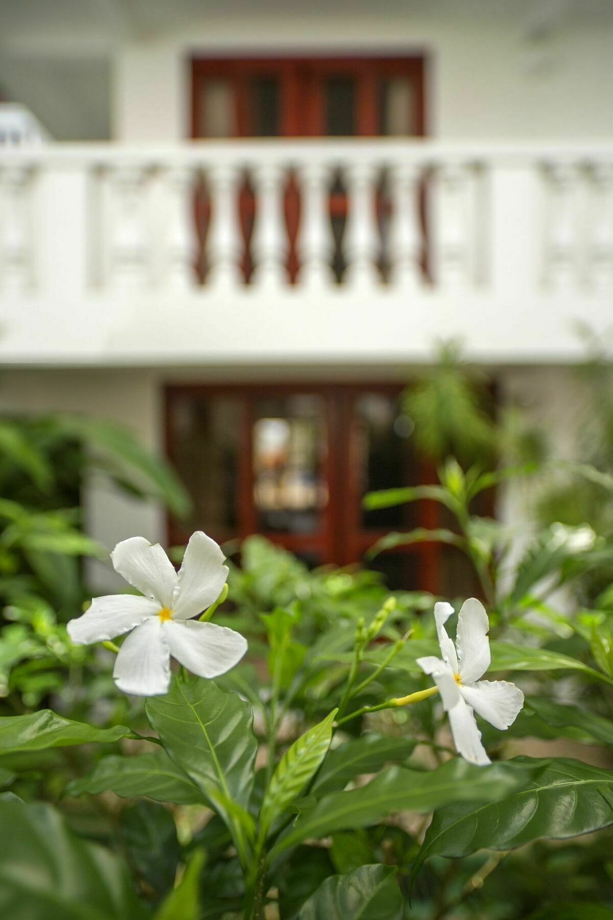Paloma Blanca 4d Apartment Jaco