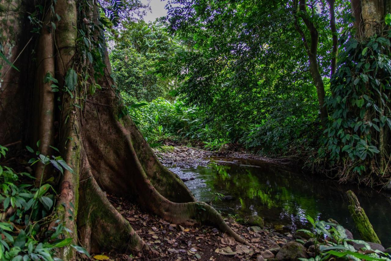 Noah's Forest By Tifakara