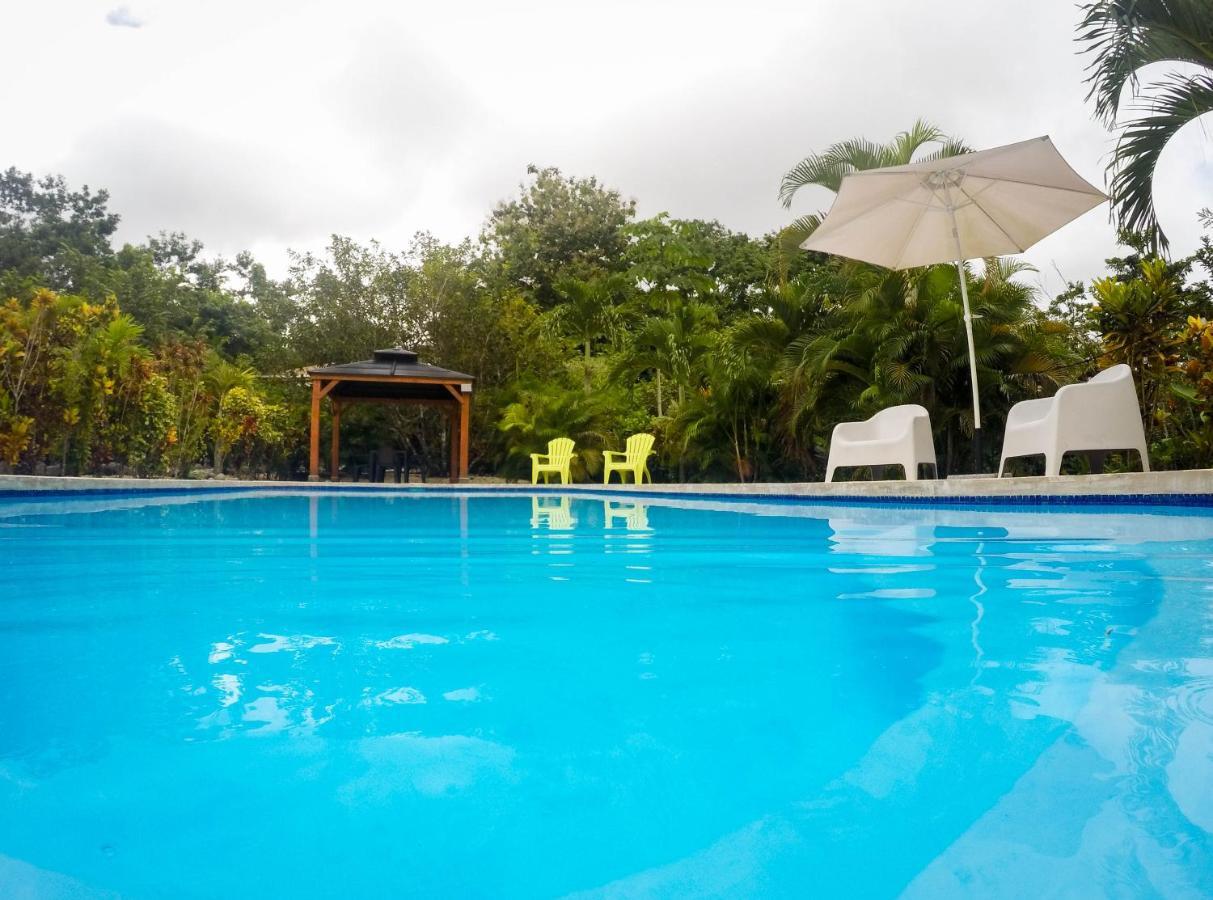 Margouillat Tambor (Puntarenas)