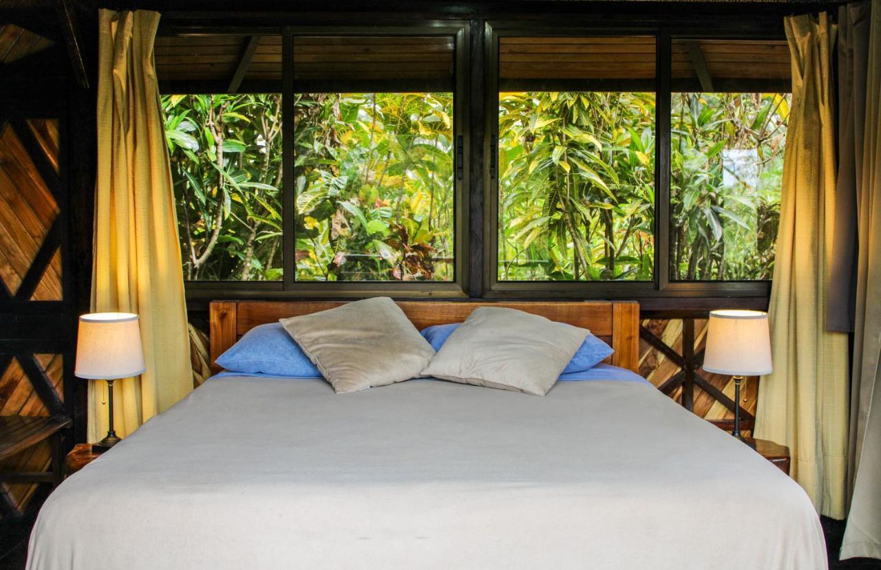 Margouillat Tambor (Puntarenas)