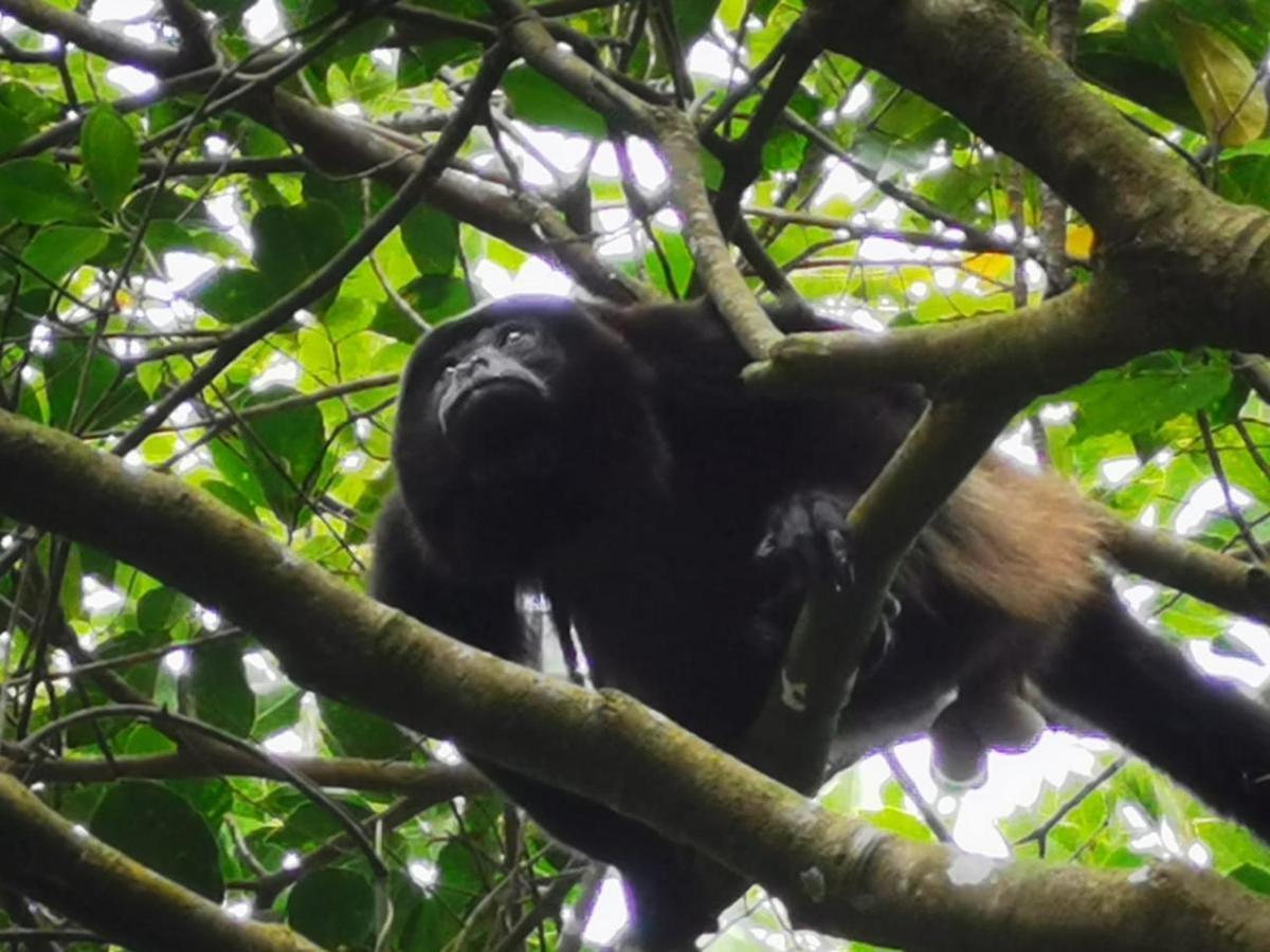 Jungle Living Tree Lodge Monteverde