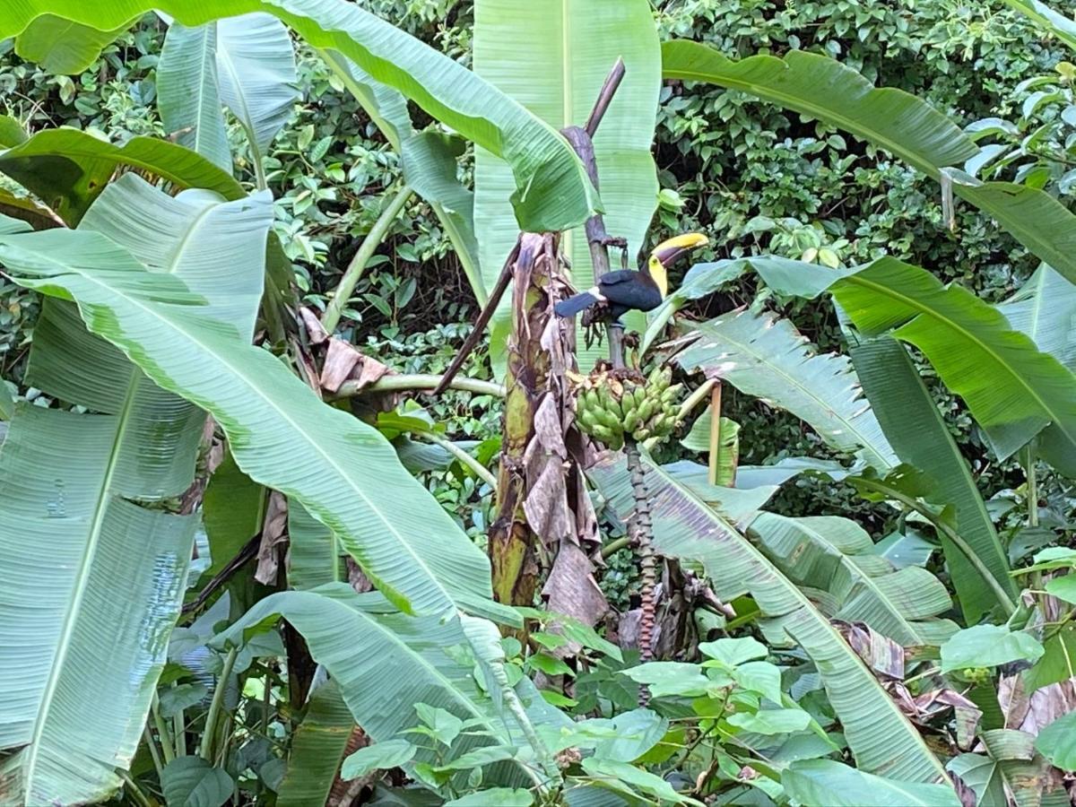 Mussaenda, Arenal Hotel La Fortuna