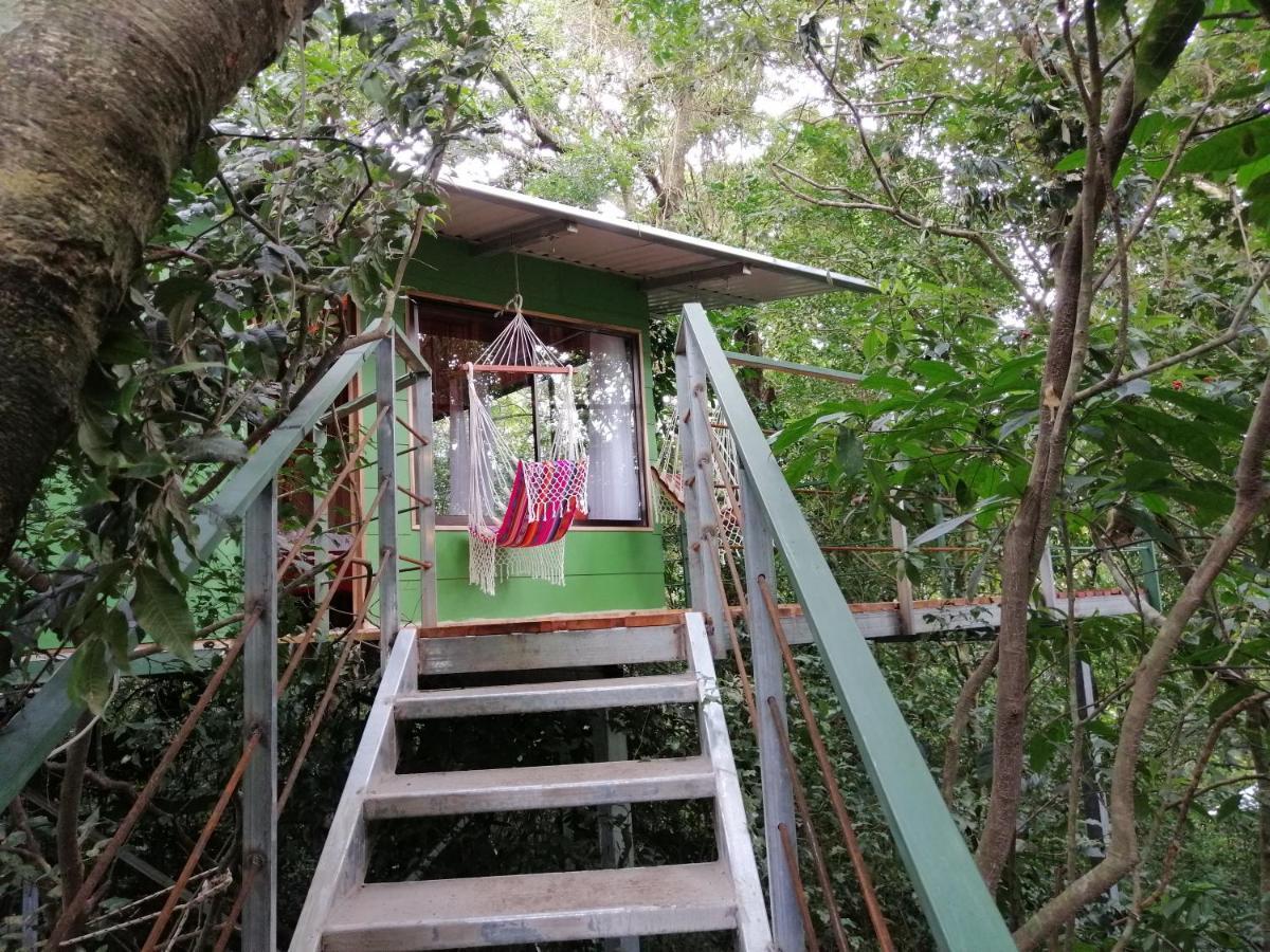 Lodge Jungle Living Tree Monteverde
