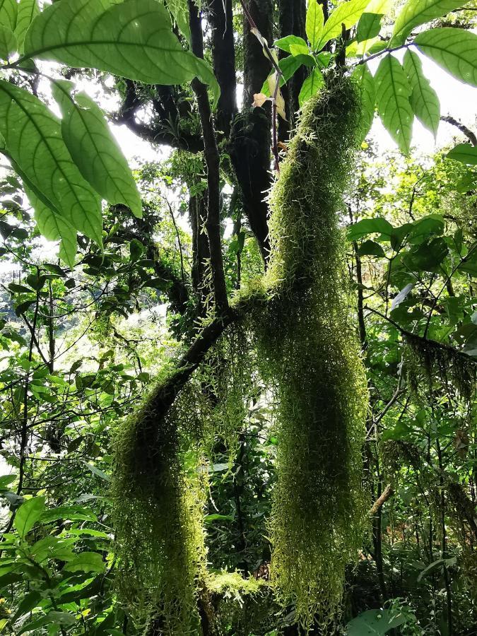 Hotel Burbi Monteverde