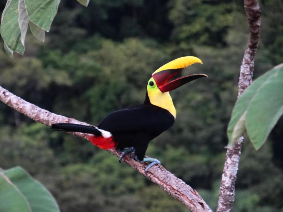 Hotel Gaia & Reserve- Adults Only Manuel Antonio