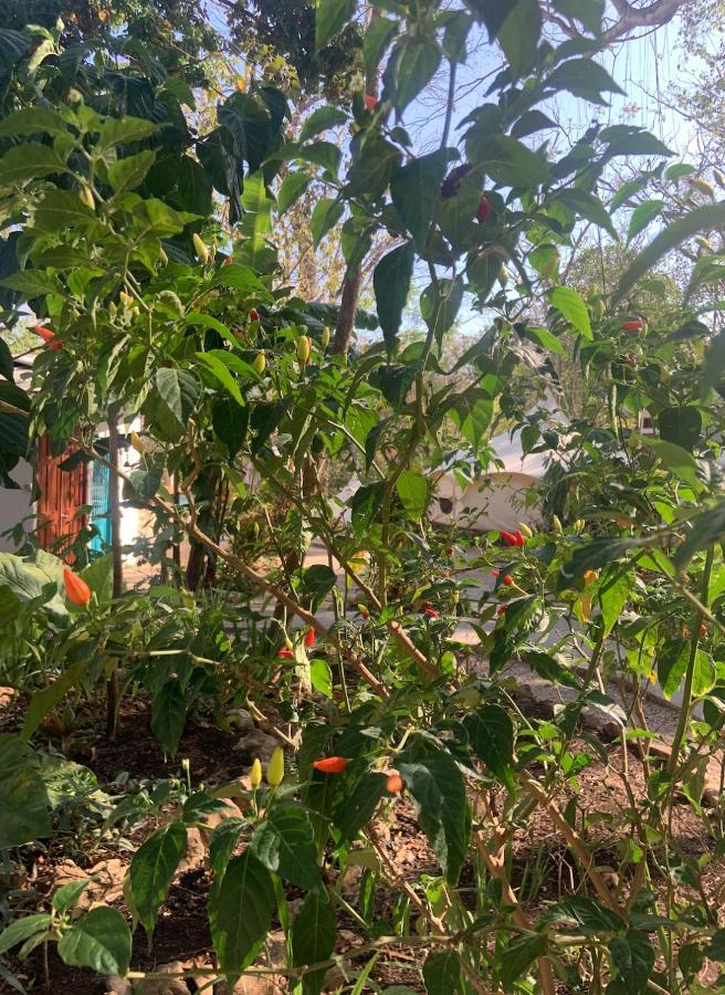 Driftwood Glamping & Boutique Playa Guiones