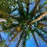 Coral Hill Bungalows