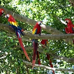 Barcelo Tambor