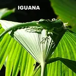 Manuel Antonio Park House - Adults Only