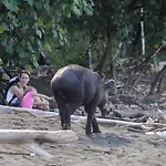 Tapirus Playa