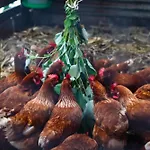Granja Los Campesinos