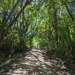 Spirit Of Jungle Lodge