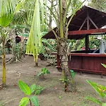 Gecko De Tortuguero