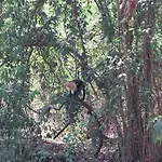 Happy Monkeys