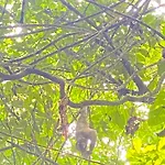 The Sloth Retreat & Studio Fortuna