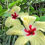 Physis Caribbean Bed & Breakfast