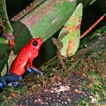 La Selva Biological Station