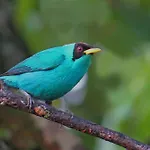 La Selva Biological Station