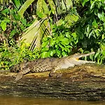 Departamento 7 Tortuguero