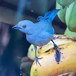 Cabinas Caribe Luna