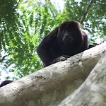 Selva Color - Forest & Beach Ecolodge