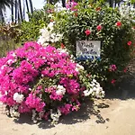 Plumita Pacifica
