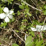 Nosarananda