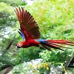 Jungle Lodge At Wild Sun Rescue Center