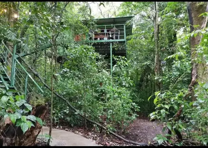 Jungle Living Tree Houses
