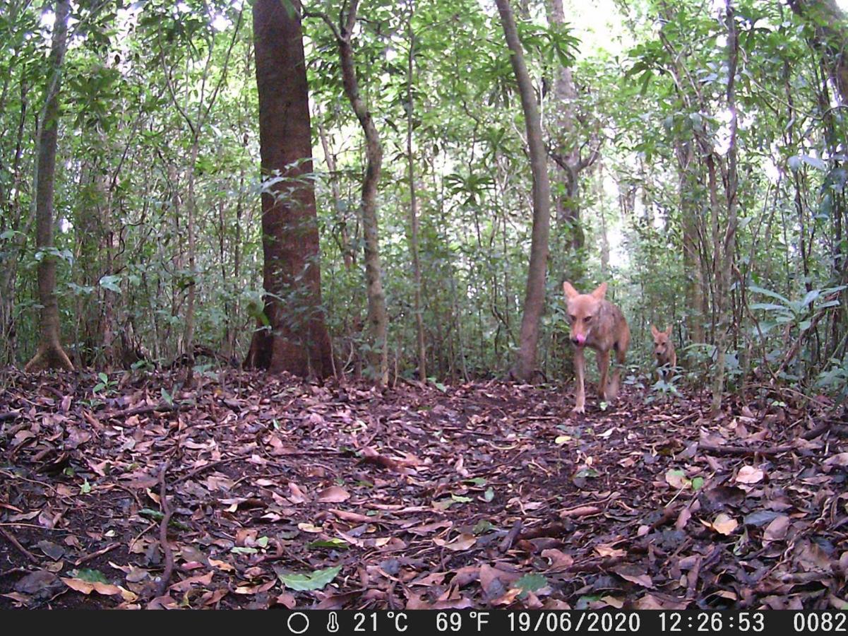 Tityra * Monteverde