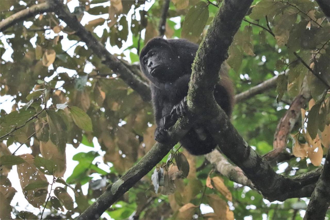Four Monkeys Eco - Jungle & Cabo Matapalo