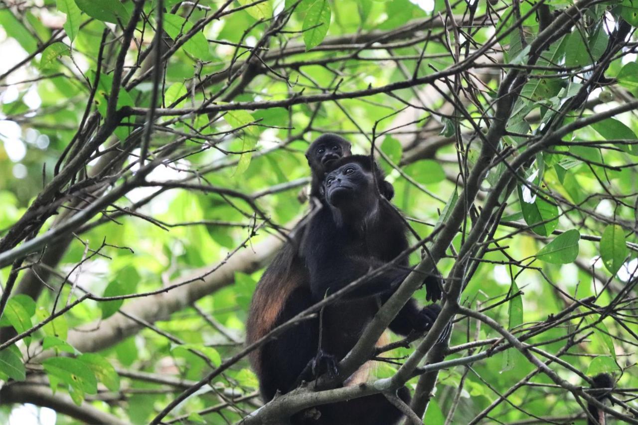 Four Monkeys Eco - Jungle & Cabo Matapalo