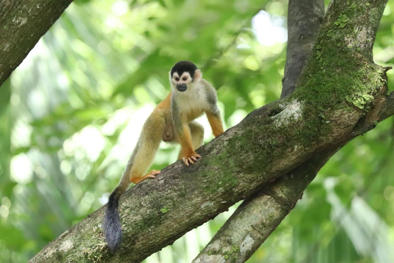 Four Monkeys Eco - Jungle & Lodge Cabo Matapalo