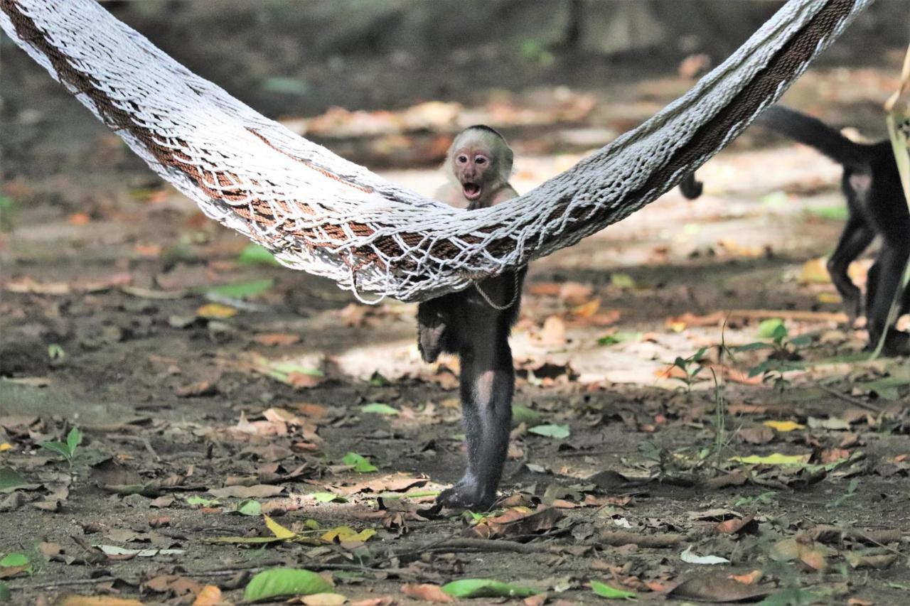 Four Monkeys Eco - Jungle & Lodge