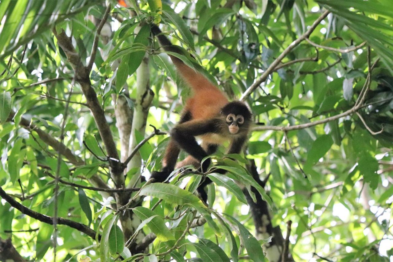 Four Monkeys Eco - Jungle & Lodge *