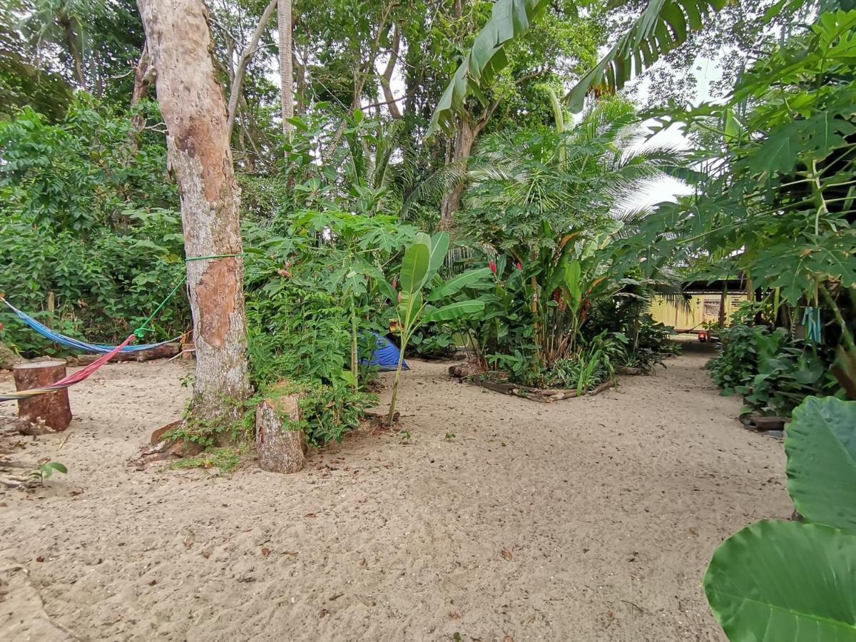 Oasis *