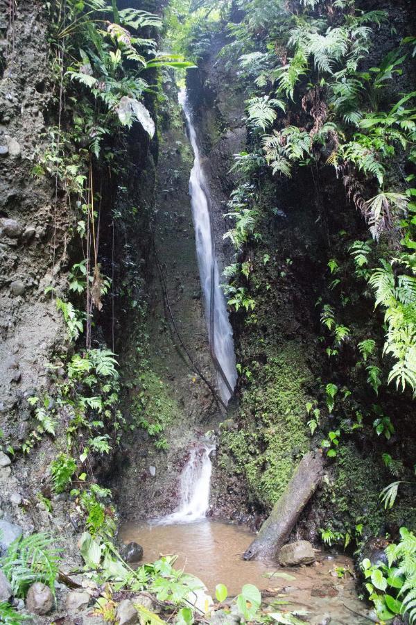 Sueno De Osa