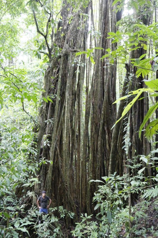 Sueno De Osa
