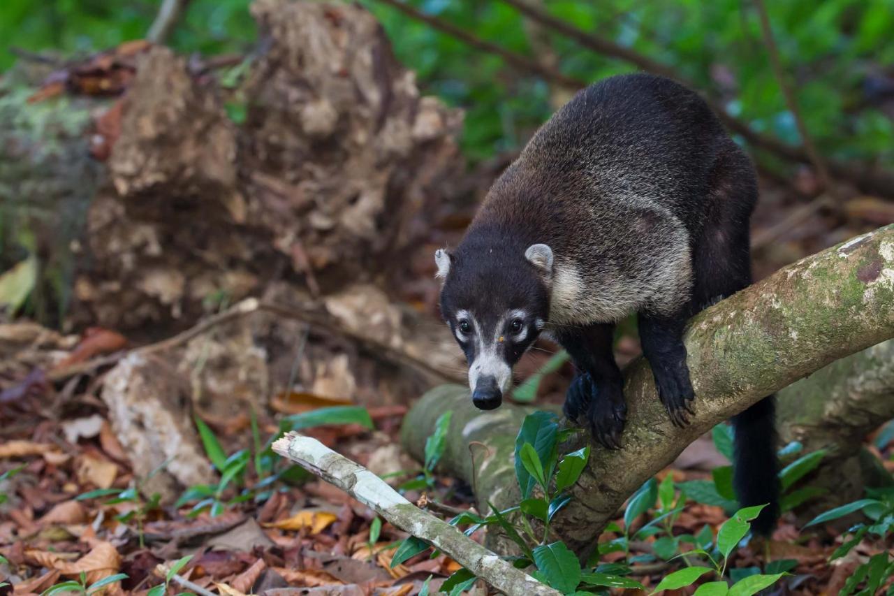 Sueno De Osa