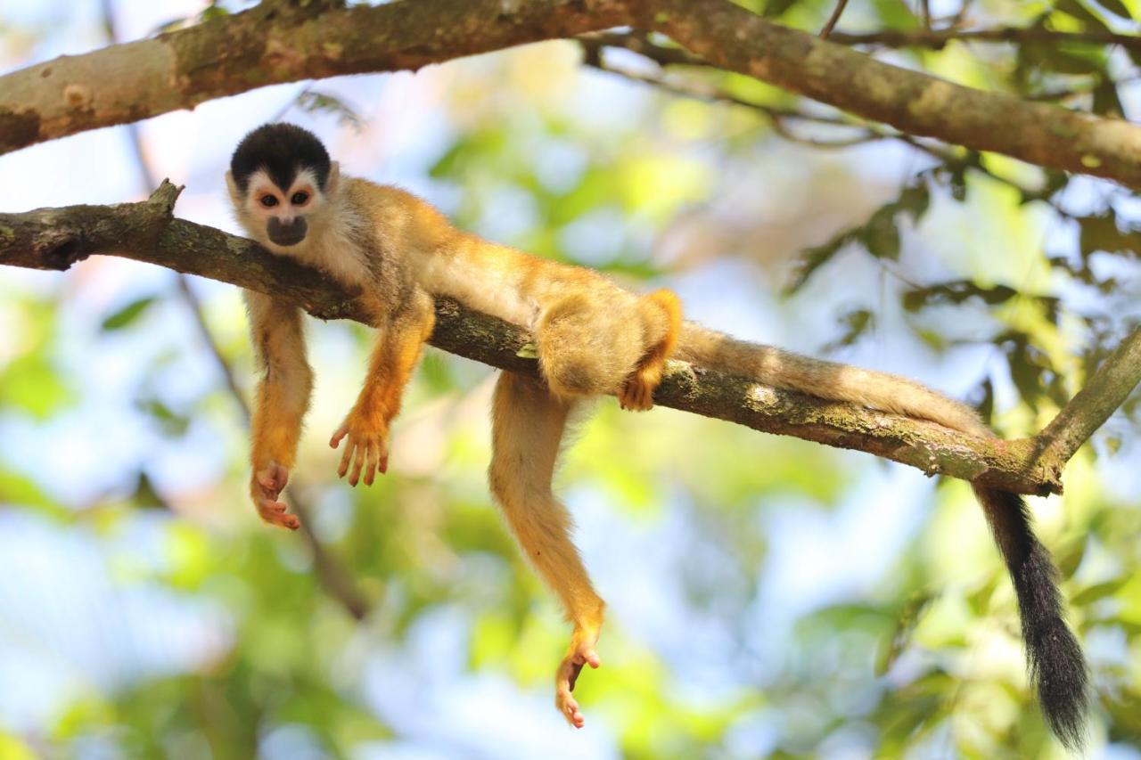 Four Monkeys Eco - Jungle & *