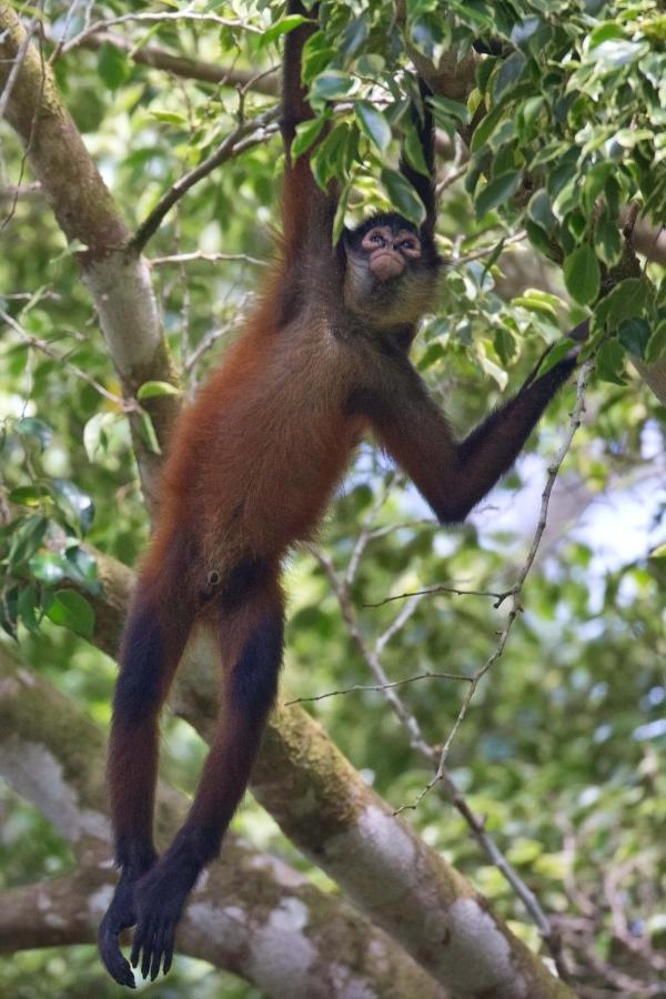 Sueno De Osa