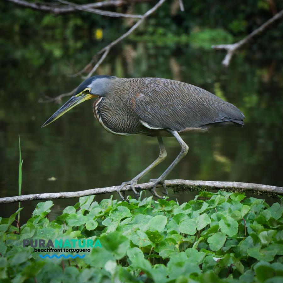 Pura Natura Beachfront Guest house Tortuguero
