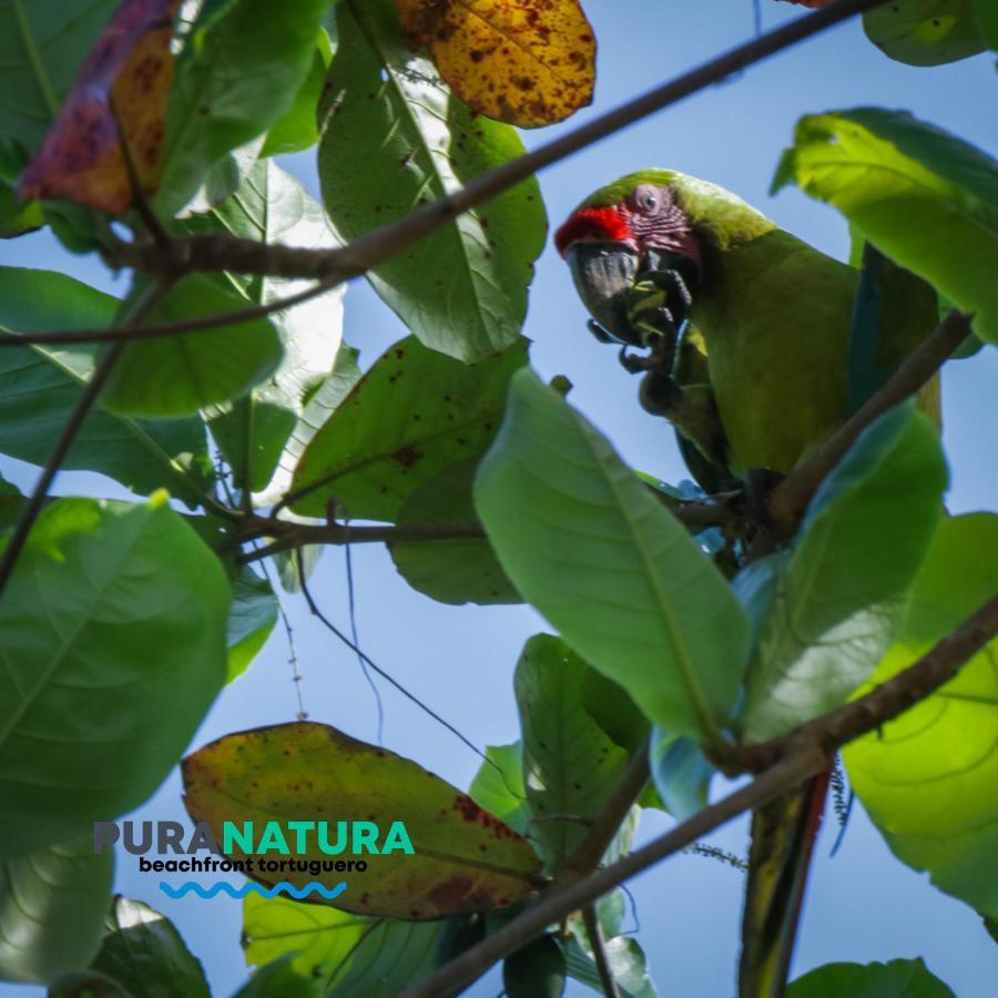 Pura Natura Beachfront Guest house Tortuguero